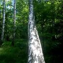 Las brzozowy w letniej szacie - panoramio (1)