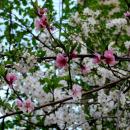 Kwitnąca brzoskwinia - panoramio