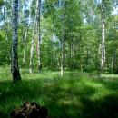 Las brzozowy w letniej szacie - panoramio (3)