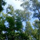 Las brzozowy w letniej szacie - panoramio (5)
