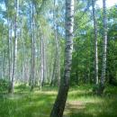 Las brzozowy w letniej szacie - panoramio (2)