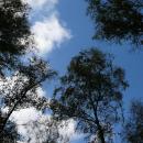 Korony drzew - panoramio