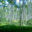 Las brzozowy w letniej szacie - panoramio