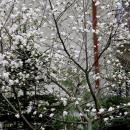 Kwitnąca magnolia - panoramio