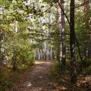 W jesiennym lesie - panoramio