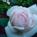 Biała róża - panoramio (1)
