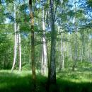 Las brzozowy w letniej szacie - panoramio (4)