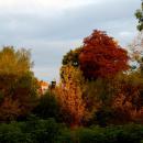Kasztanowiec jesienią - panoramio