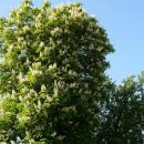 Kwitnący kasztanowiec - panoramio (3)