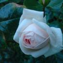 Biała róża - panoramio